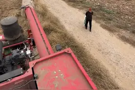 收割机在地里收大豆，附近村民成群地里哄抢，承包地主撵都撵不走图片