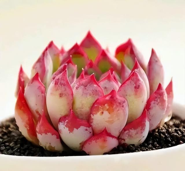 270种常见多肉图谱，一分钟认全！