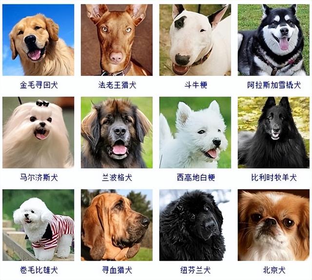 狗狗品种大全(带图片)，各位铲屎君快来对比收藏一下!