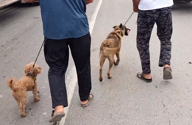 360块，马犬就此卖狗贩，只要钱到位狗主直言：你叫抱哪就抱到哪