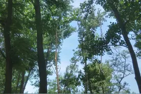 老家的“杨棉”图片