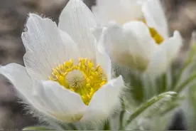 2022年，山东省退休人员去世，能领多少丧葬费和抚恤金？图片