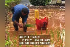 绿化带插秧？东莞一商场门前种起了水稻图片