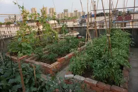 家住顶楼，楼顶使用权归自家，上来种花种菜，其他业主只能干看着图片