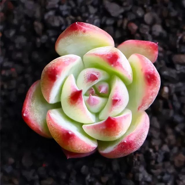 270种常见多肉图谱，一分钟认全！
