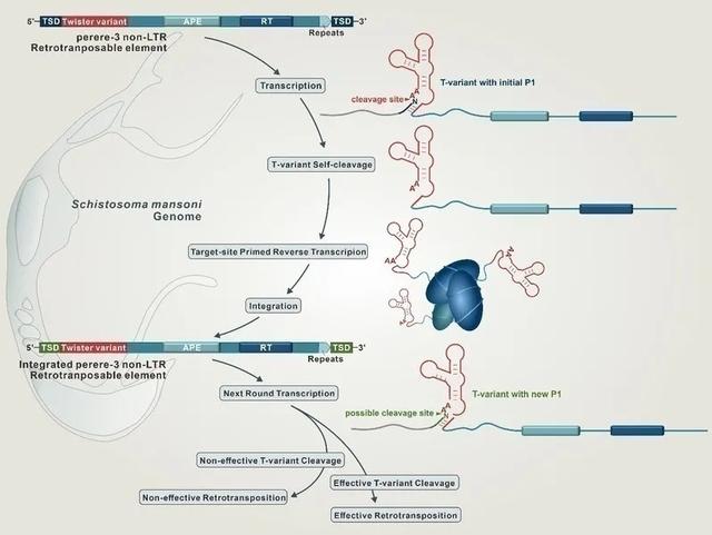 复旦上医11月科研成果一览