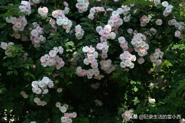 推荐3个重庆主城看蔷薇花的地方，你去过几个？