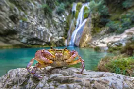 观赏蟹的养殖方法，怎么养才合适？图片