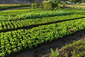 禁止农村在房前屋后种蔬菜？国家相关部门最新回应。图片