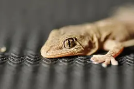 河南六旬老人捕捉2238只壁虎被判刑六个月图片