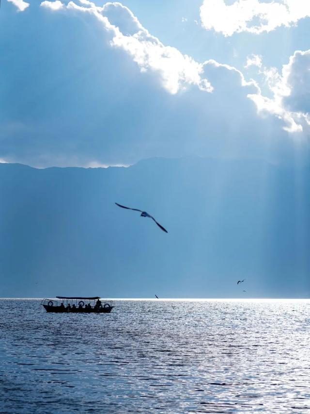 走！去大理观鸥