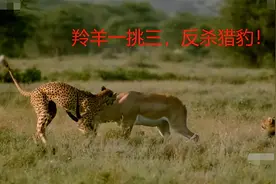 活久见，这是羚羊一挑三捕杀猎豹的真实场景，动物界太疯狂了图片