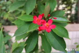 每天一首诗，今天温习扬州慢图片