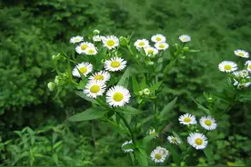 这“小可爱”的植物，你一定眼熟，但它的名字或许很陌生哦图片