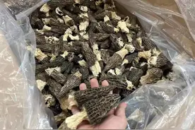 菌中之王-羊肚菌图片