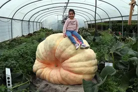 南瓜种植有诀窍，做到三个“狠”，南瓜结的大又多图片