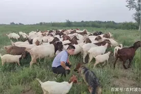 被称为世界肉用山羊之王的波尔山羊，未来养殖前景可观图片