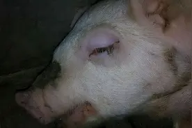 猪眼睛水肿是怎么回事儿？猪眼睛肿是什么原因？这些你都知道吗？图片