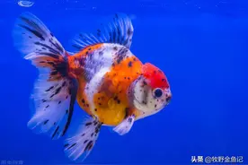 金鱼得了白点病怎么办，升温不管用？详细的白点病预防和治疗方法图片