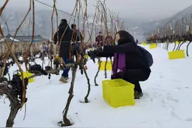 快看，通化的冰葡萄酒是这样诞生的图片
