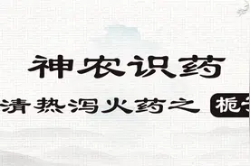 《神农识药》清热泻火药之栀子图片
