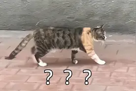 “好怪哦！这俩猫，打架后捡错手了吗？？”图片