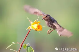 鸟类拍摄这些问题一定要注意图片