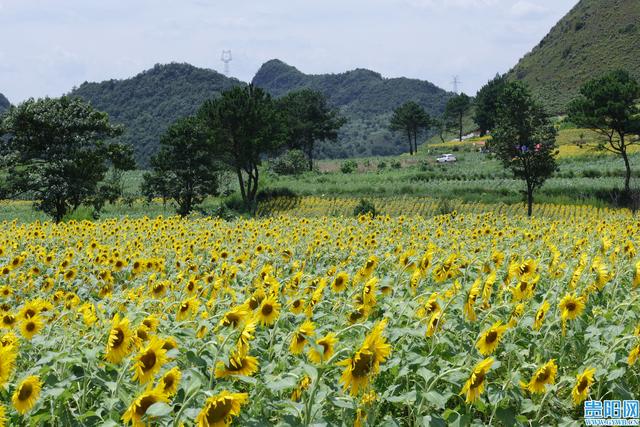【图集】花溪新关村的向日葵花海盛放，快来打卡！