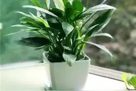 一帆风顺室内怎样养护，才能油绿有光泽，一年四季都开花图片