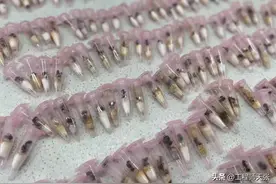 野蛮收获蚁频繁入侵！近年来多地虚假申报闯关被拦，有多大危害？图片
