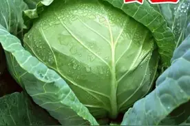 卷心菜夏种需要掌握的技巧图片