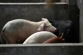 家畜口蹄疫的防控技术图片