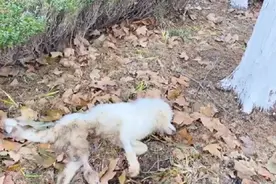 辽宁：被抛弃在树林的漂亮萨摩耶，经过半个月救治体重才到9公斤图片