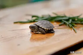 4种龟龟内部病症的症状表现！#奇妙的动物图片