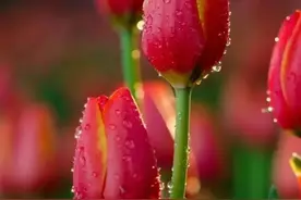 微笑如鲜花，骄傲而自信（走心签名句子）图片