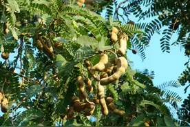 云南一种“钙树”，枝头挂满“大花生”，味道正好，值得吃图片