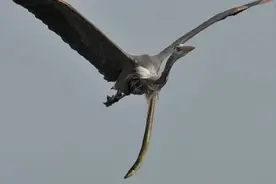 “蛇吃黄鳝，同归于尽”真的是这样吗？黄鳝被蛇吞下后会怎样？图片