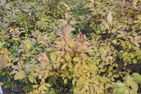 现代植物大科普——连翘图片
