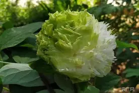 洛阳一株传价值10万元绿牡丹被摘走，公园回应：没那么贵；律师说法：摘花游客涉嫌构成破坏公共财物罪图片