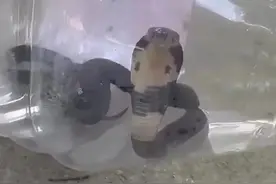 浙江一村出现上千条眼镜蛇？当地回应图片