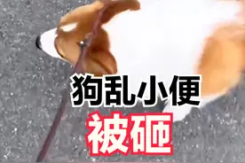 炸裂!狗将尿撒在轮胎上,车主要求女子擦掉遭拒后砸狗,居委会回应图片