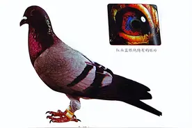「鸽文化」中国早期赛鸽“中国三杰”图片