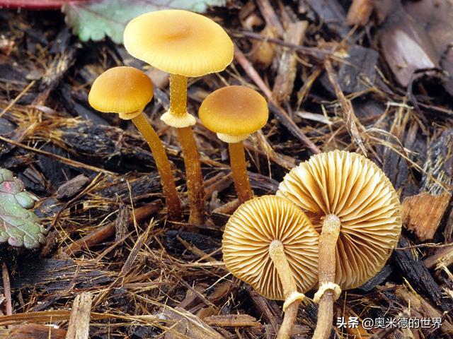 全世界最毒的十种蘑菇，中国最毒的蘑菇致命白毒伞上榜