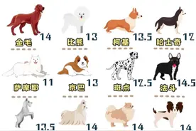 狗生不长，了解不同品种狗狗的平均年龄｜长寿秘诀｜养护手册图片
