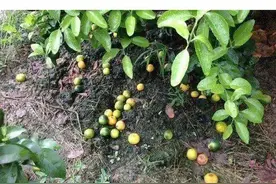 柑橘想要高产？保花保果是关键，方法用对，果园产量翻倍图片