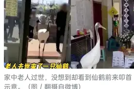 87岁长者逝世野生仙鹤入室叩头送行惊喜家属图片