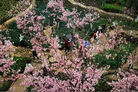 图说思明｜来狐尾山公园樱花谷，浅尝春日的浪漫…图片