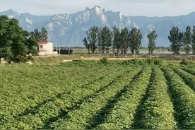 七律 乡音（外六首）图片