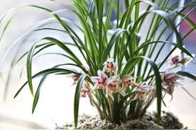 15张患病的兰花图，助你辨认兰花病情，分析导致病害的原因！图片