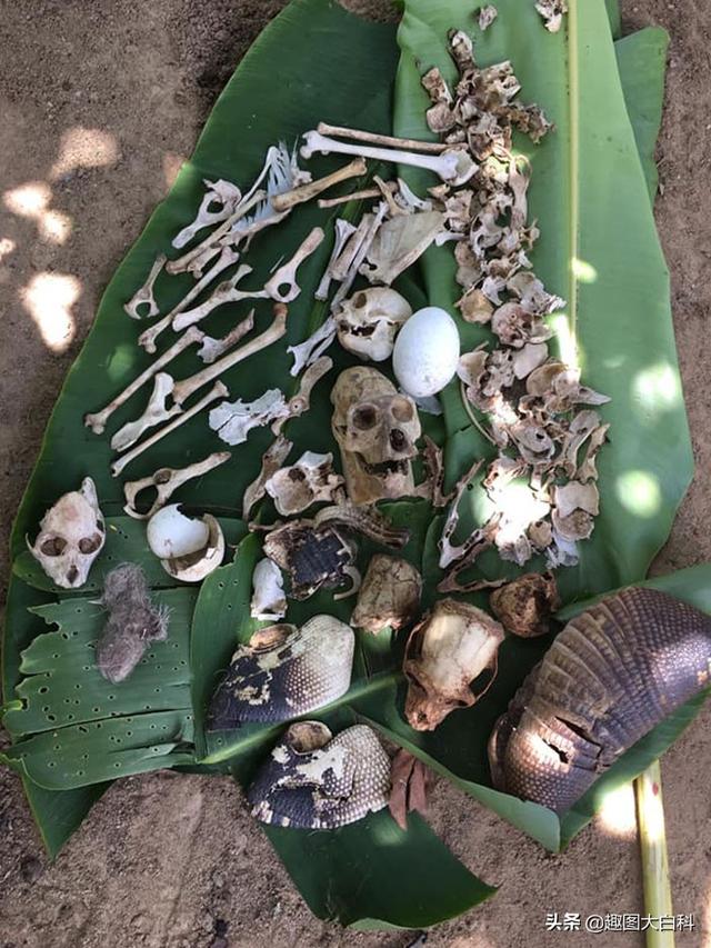死人手指 死人手指蘑菇(图16) 死人手指 死人手指蘑菇(图16)